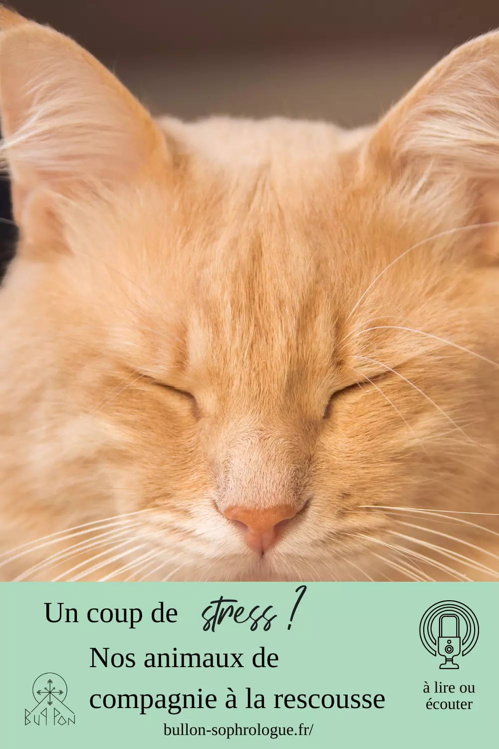 Un coup de stress ? Nos animaux de compagnie à la rescousse